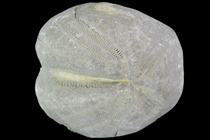 Toxaster Fossil Echinoid (Sea Urchin) - Agadir, Morocco #90576